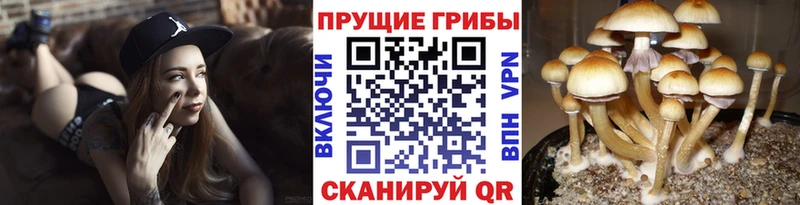Галлюциногенные грибы мицелий  закладка  Козьмодемьянск 